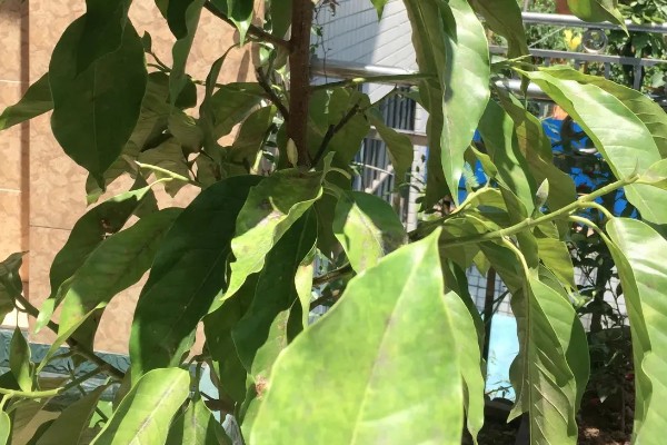 黄角兰掉叶的原因,光照或温度不适、没有松土都会引起