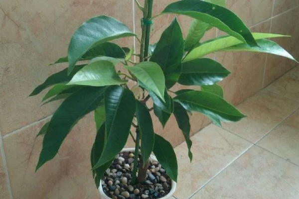 黄角兰掉叶的原因,光照或温度不适、没有松土都会引起