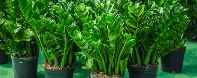 金钱树烂根怎么办，剪除烂根并换土重栽