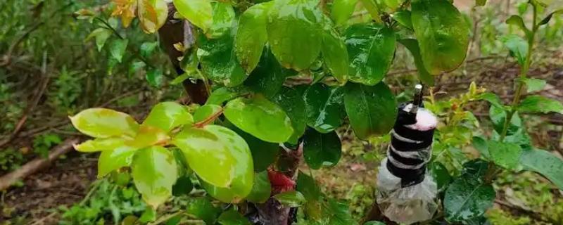 紫薇的嫁接方法，可采用劈接法等