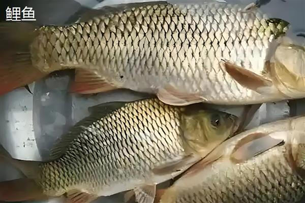 鲤鱼和鲫鱼哪个贵，鲫鱼要比鲤鱼贵