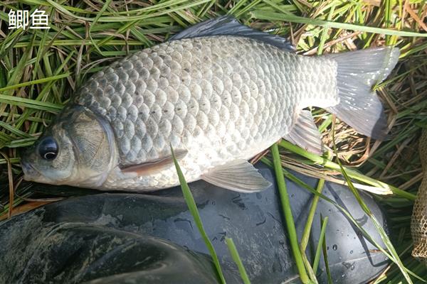 鲤鱼和鲫鱼哪个贵，鲫鱼要比鲤鱼贵