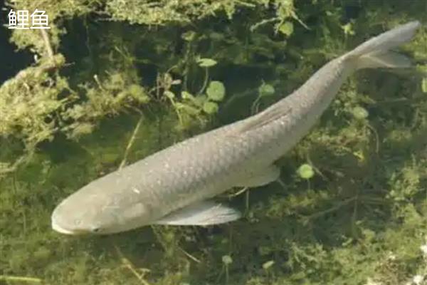 鲤鱼和鲫鱼哪个贵，鲫鱼要比鲤鱼贵