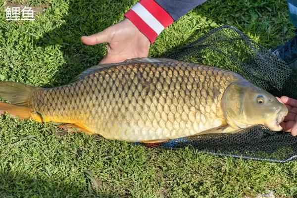 鲤鱼和鲫鱼哪个贵，鲫鱼要比鲤鱼贵