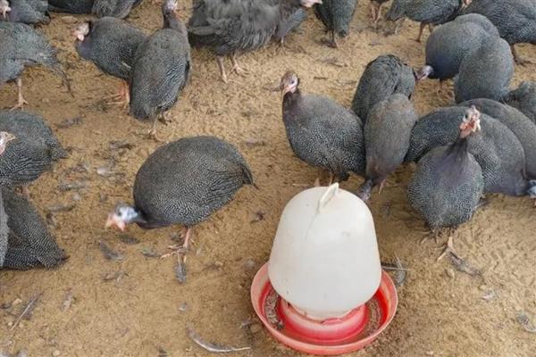 珍珠鸡的养殖方法，需要合理的对其进行驯化