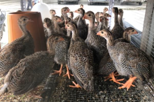 珍珠鸡的养殖方法，需要合理的对其进行驯化