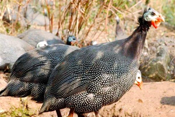 珍珠鸡的养殖方法，需要合理的对其进行驯化