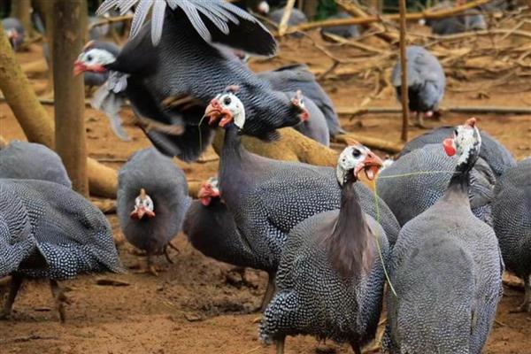 珍珠鸡的养殖方法，需要合理的对其进行驯化