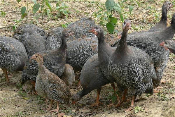 珍珠鸡的养殖方法，需要合理的对其进行驯化