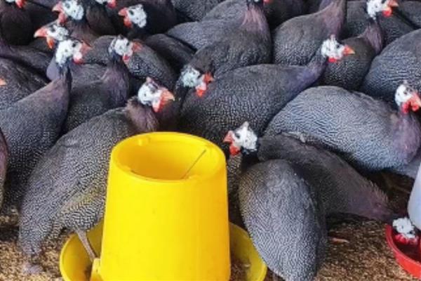 珍珠鸡的养殖方法，需要合理的对其进行驯化