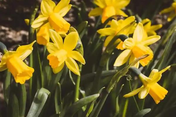 黄水仙的品种,有单瓣黄花的黄太阳、叙事曲等