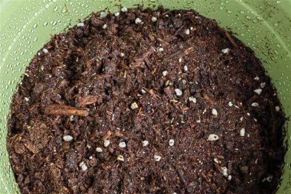 姬小菊的播种方法，每个花盆播种2-3粒