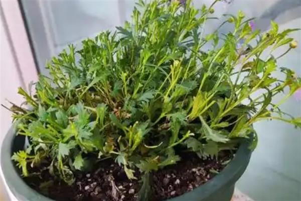 姬小菊的播种方法，每个花盆播种2-3粒