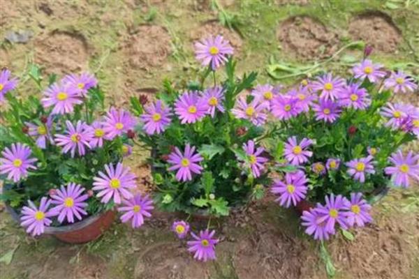 姬小菊的播种方法，每个花盆播种2-3粒