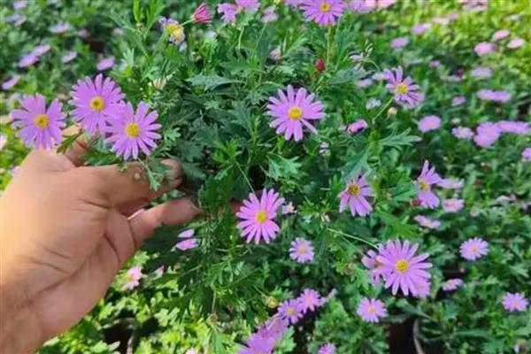 姬小菊的播种方法，每个花盆播种2-3粒