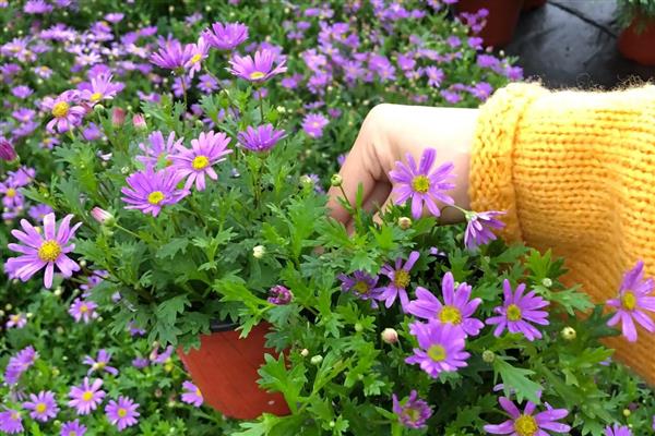 姬小菊的播种方法，每个花盆播种2-3粒