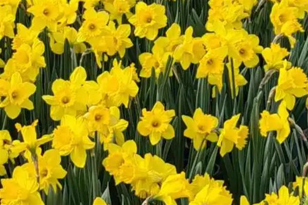 黄水仙的品种,有单瓣黄花的黄太阳、叙事曲等