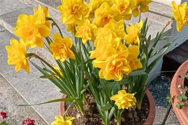 黄水仙的品种,有单瓣黄花的黄太阳、叙事曲等