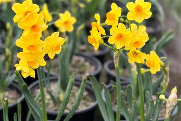 黄水仙的品种,有单瓣黄花的黄太阳、叙事曲等