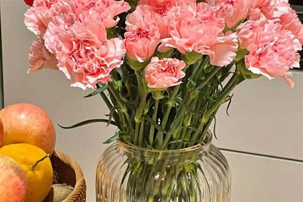 康乃馨可以水养吗，康乃馨可以水养