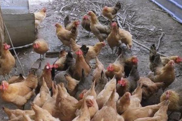 鸡的配种方式，以自由交配、人工授精为主