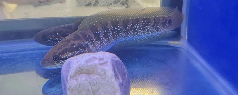 七星鱼的简介，学名叫做月鳢