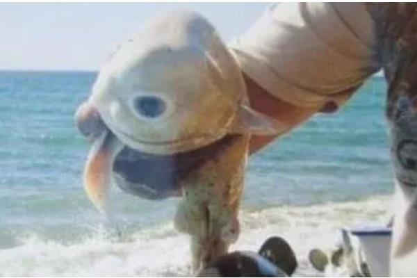 独眼鲨鱼是否存在，独眼畸形是由未分叶空脑症所致