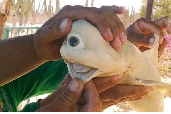 独眼鲨鱼是否存在，独眼畸形是由未分叶空脑症所致