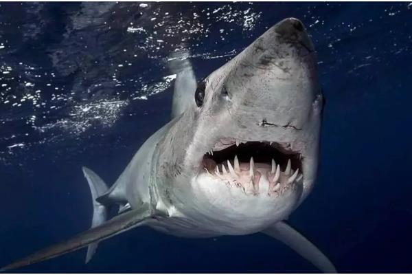 独眼鲨鱼是否存在，独眼畸形是由未分叶空脑症所致