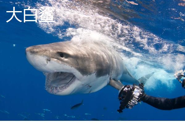 独眼鲨鱼是否存在，独眼畸形是由未分叶空脑症所致