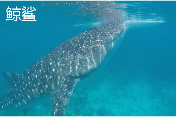 独眼鲨鱼是否存在，独眼畸形是由未分叶空脑症所致