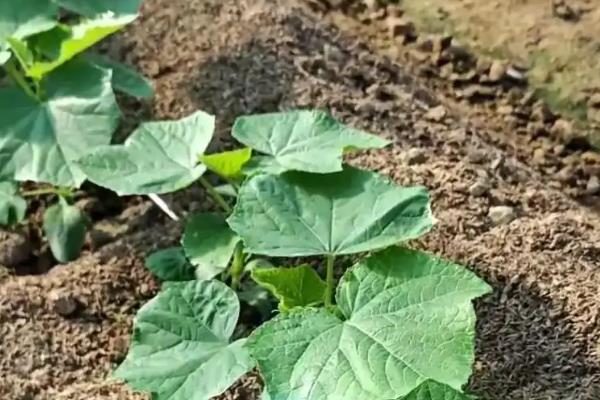 对黄瓜喷乙烯利的时间，适合在2-3片真叶期喷雾