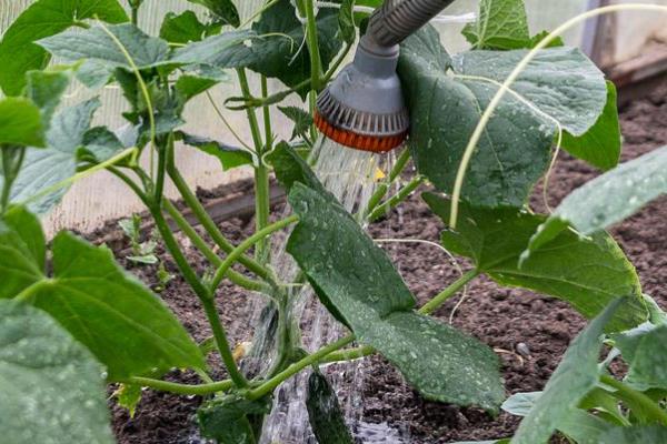 对黄瓜喷乙烯利的时间，适合在2-3片真叶期喷雾