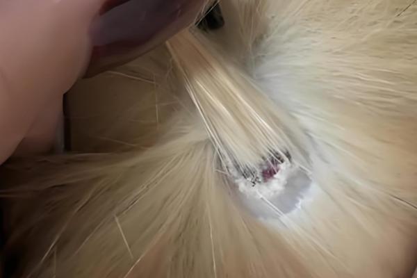 猫癣会自愈吗，自愈的概率非常低