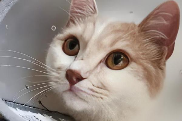 猫癣会自愈吗，自愈的概率非常低