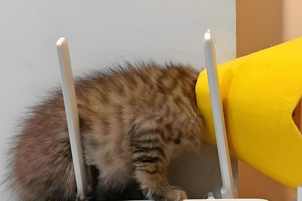 猫癣会自愈吗，自愈的概率非常低