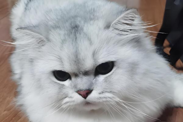 猫癣会自愈吗，自愈的概率非常低