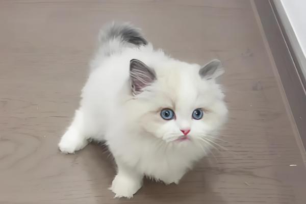 猫癣会自愈吗，自愈的概率非常低