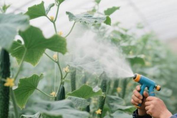 对黄瓜喷乙烯利的时间，适合在2-3片真叶期喷雾