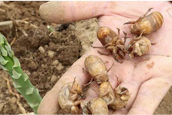 如何养殖金蝉，采取插枝法等方式投放卵枝