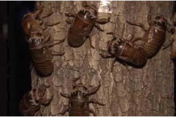 如何养殖金蝉，采取插枝法等方式投放卵枝