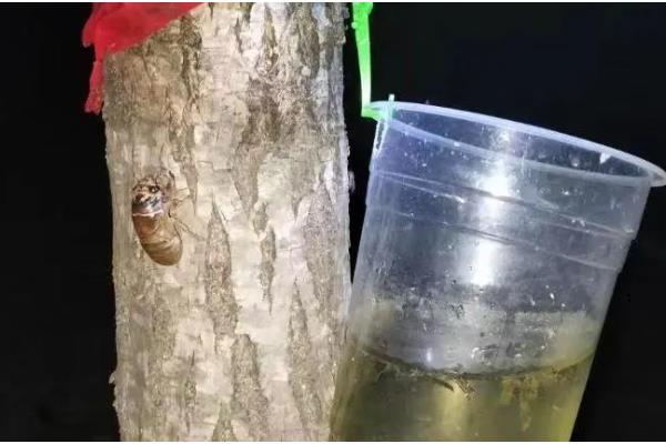 如何养殖金蝉，采取插枝法等方式投放卵枝