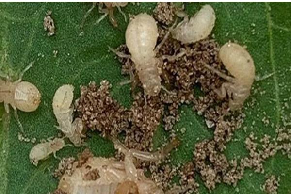 如何养殖金蝉，采取插枝法等方式投放卵枝