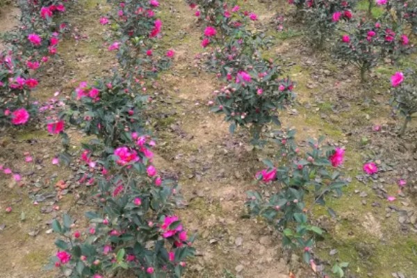 移栽茶梅要注意什么，在10月份移栽可提高成活率