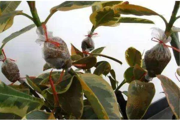 如何养殖金蝉，采取插枝法等方式投放卵枝