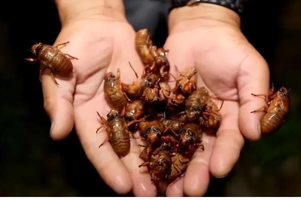 如何养殖金蝉，采取插枝法等方式投放卵枝