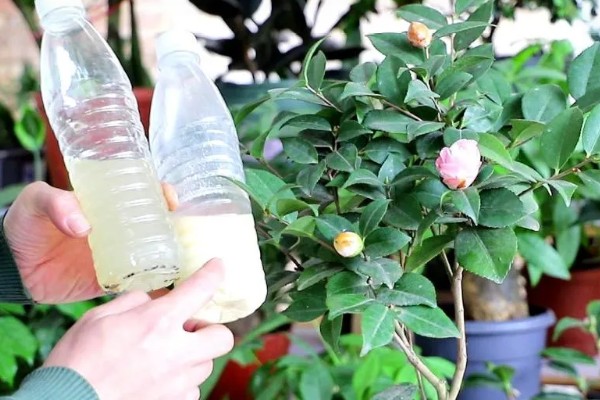 移栽茶梅要注意什么，在10月份移栽可提高成活率