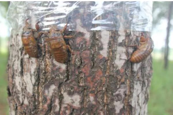 如何养殖金蝉，采取插枝法等方式投放卵枝