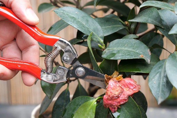 移栽茶梅要注意什么，在10月份移栽可提高成活率