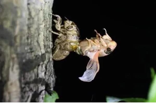 如何养殖金蝉，采取插枝法等方式投放卵枝